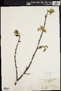 Tilia heterophylla image