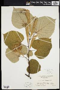 Tilia heterophylla image