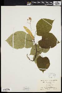 Tilia heterophylla image