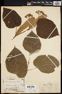 Tilia heterophylla image