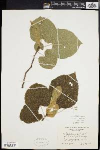 Tilia heterophylla image