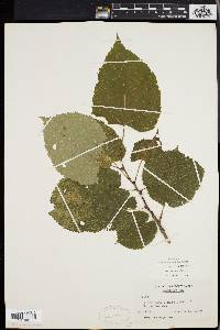 Tilia heterophylla image