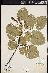 Tilia heterophylla image