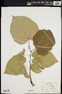 Tilia heterophylla image