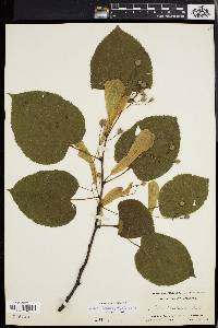 Tilia heterophylla image