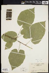 Tilia heterophylla image