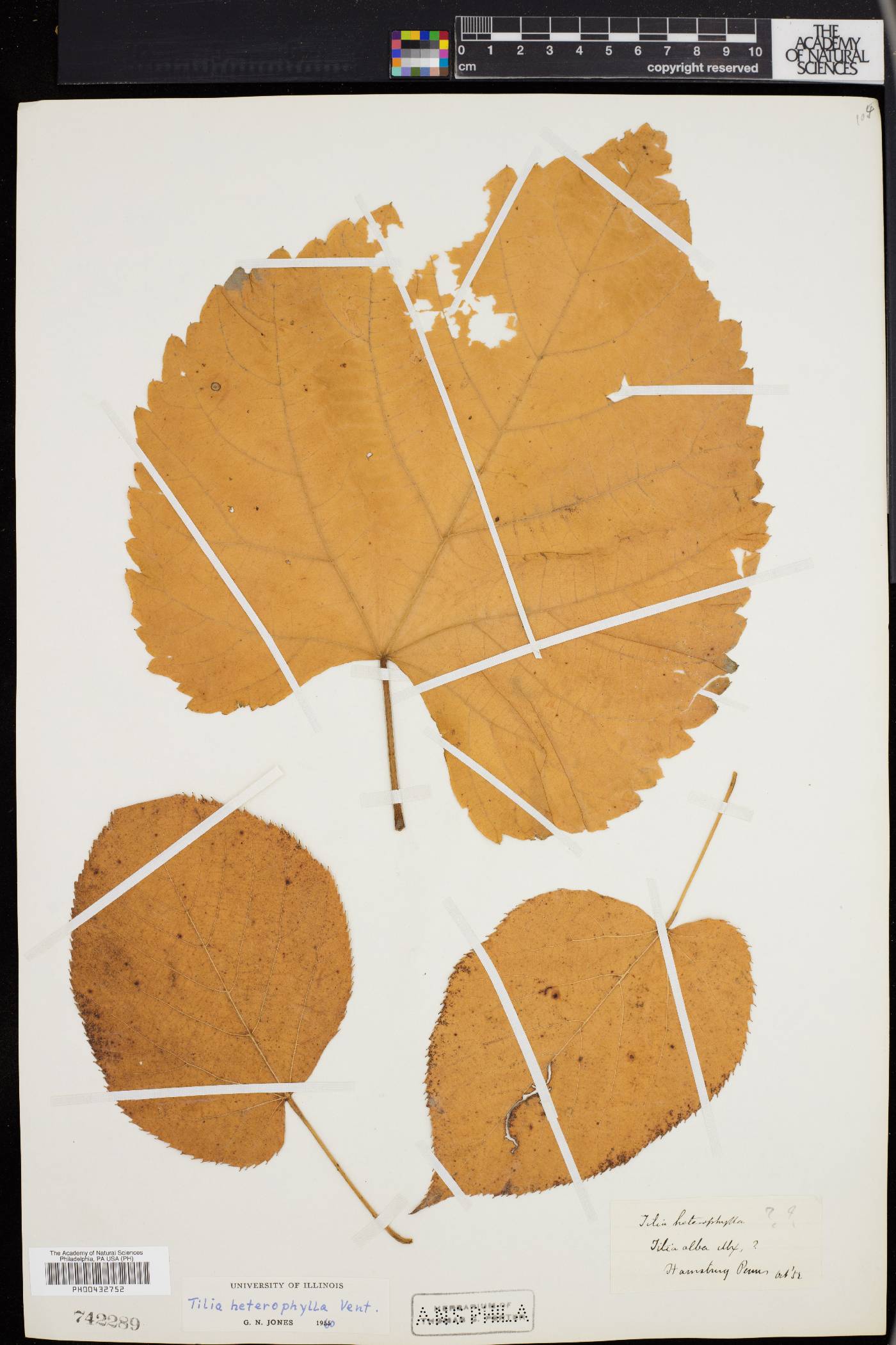 Tilia heterophylla image