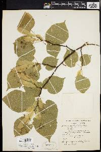 Tilia platyphyllos image