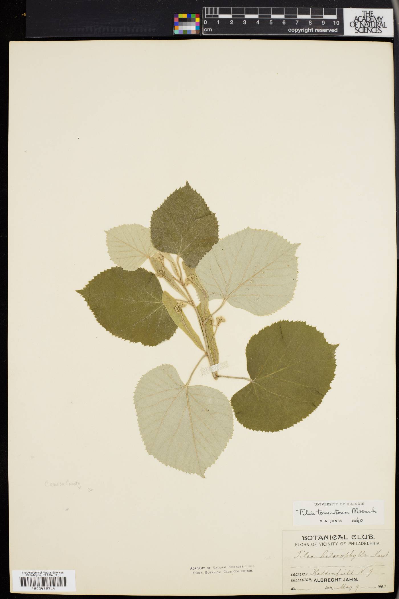Tilia tomentosa image