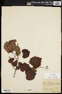 Vitis rotundifolia image