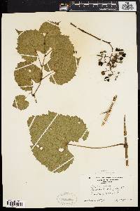 Vitis vulpina image