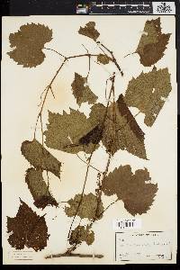 Vitis vulpina image