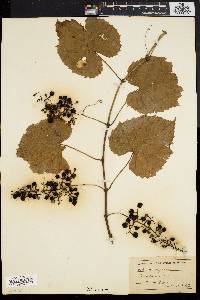 Vitis vulpina image