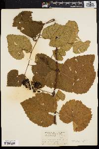 Vitis vulpina image