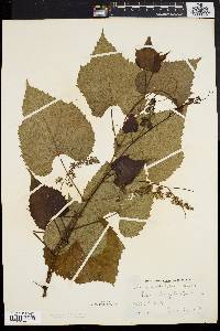 Vitis vulpina image