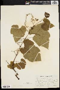 Vitis vulpina image