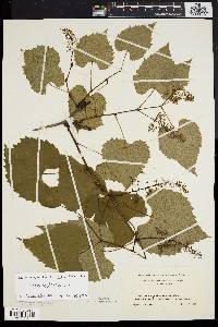 Vitis vulpina image