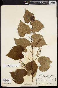 Vitis vulpina image