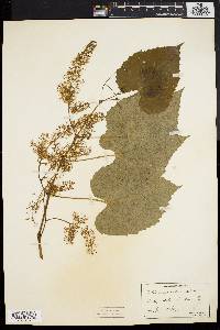 Vitis vulpina image