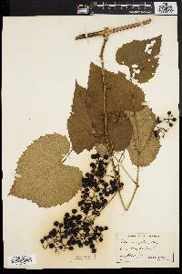 Vitis vulpina image