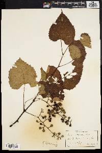 Vitis vulpina image