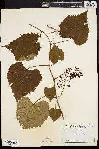 Vitis vulpina image