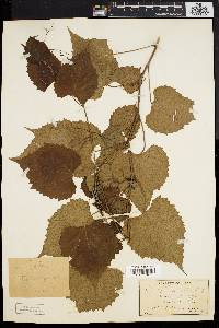 Vitis vulpina image