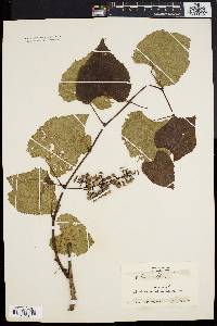 Vitis vulpina image