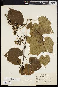 Vitis vulpina image