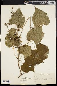 Vitis vulpina image