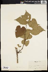 Vitis vulpina image