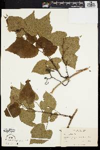 Vitis vulpina image