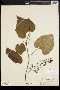 Vitis vulpina image