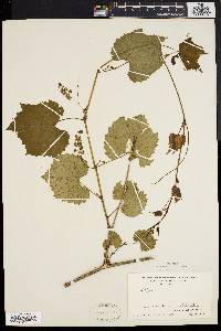 Vitis vulpina image