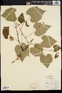 Vitis vulpina image