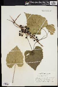 Vitis vulpina image