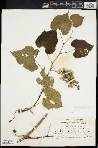 Vitis vulpina image