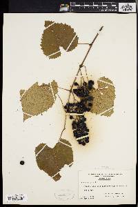 Vitis vulpina image