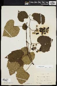 Vitis vulpina image