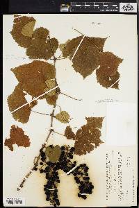 Vitis vulpina image