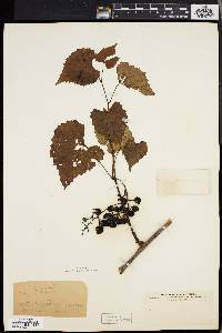 Vitis vulpina image