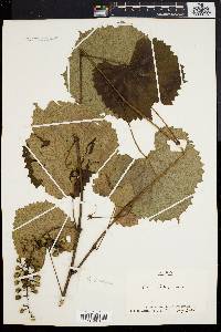 Vitis vulpina image