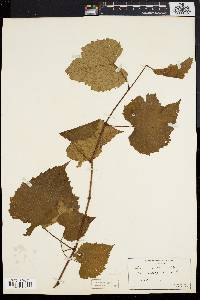 Vitis vulpina image