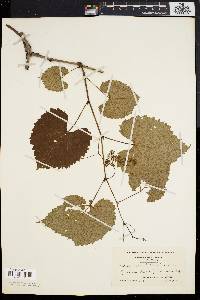 Vitis vulpina image