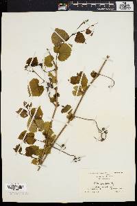 Vitis vulpina image