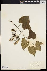 Vitis vulpina image