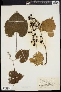 Vitis vulpina image