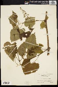 Vitis vulpina image