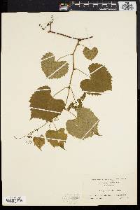 Vitis vulpina image