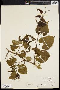 Vitis vulpina image